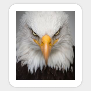 Eagle mask and more! Sticker